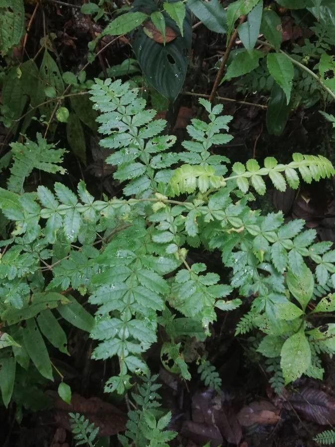 Weinmannia pinnata leaf