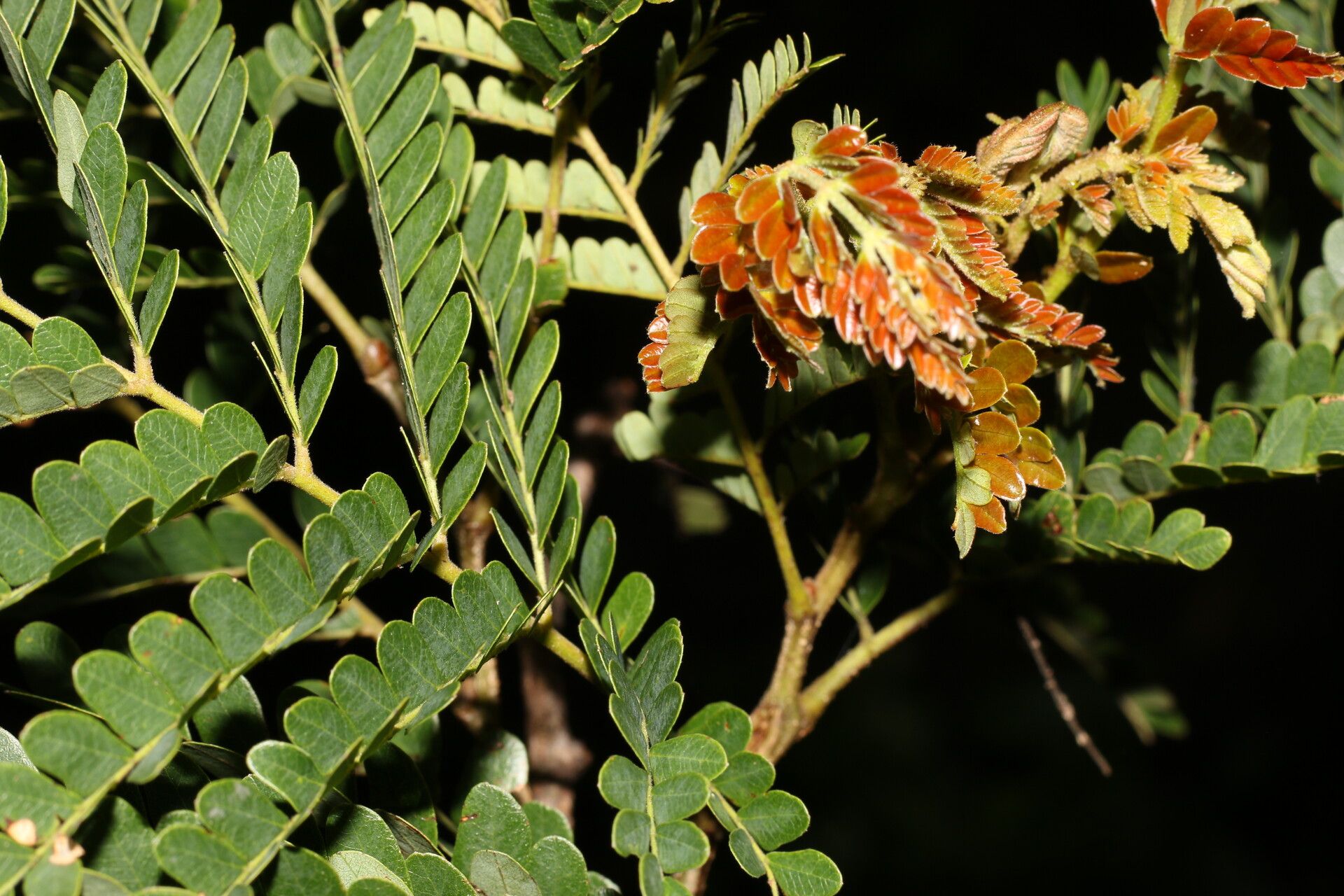Caesalpinia eriostachys flower