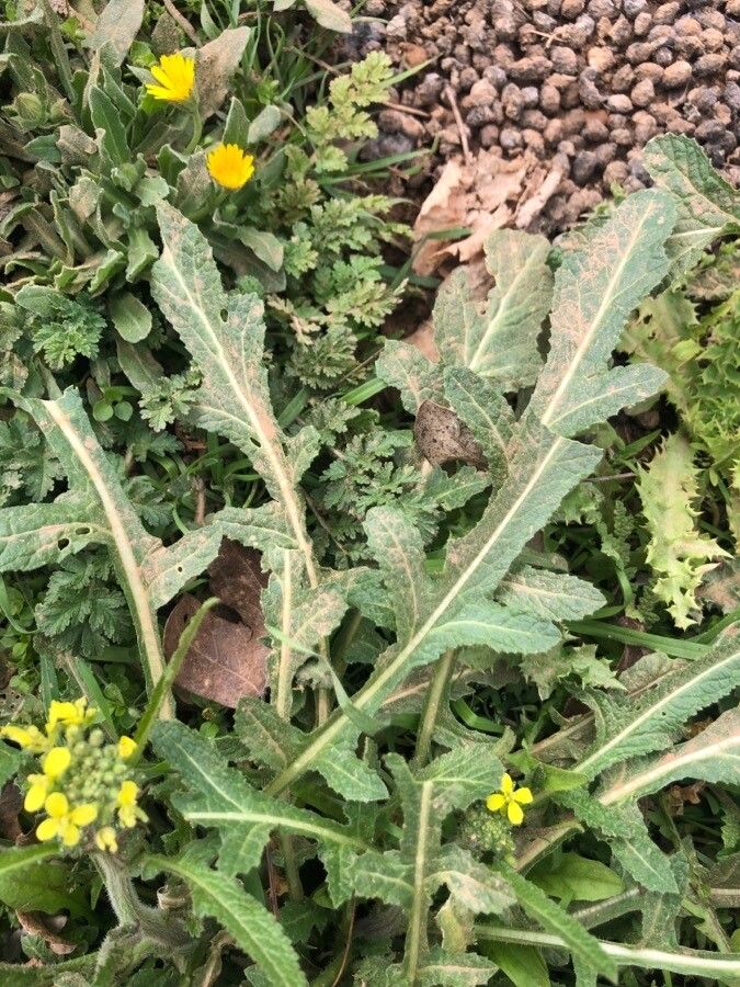 Rapistrum rugosum leaf