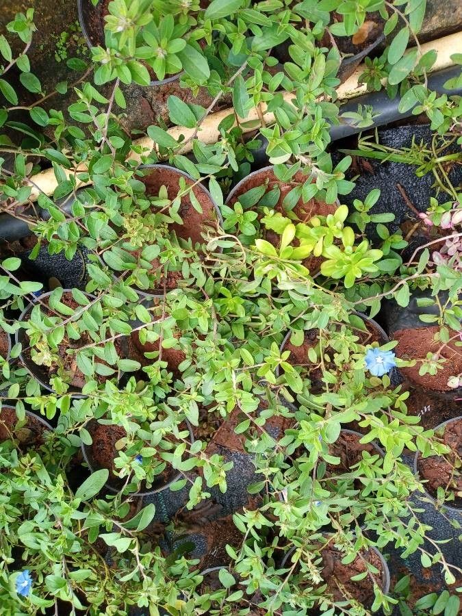 Evolvulus nuttallianus — search result for 'Convolvulaceae'