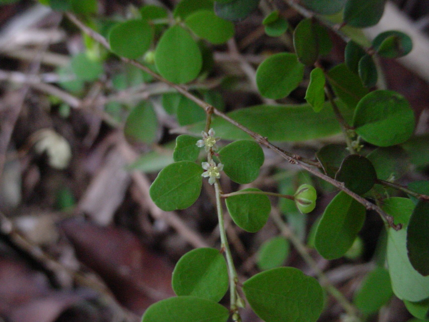 Phyllanthus virgatus habit