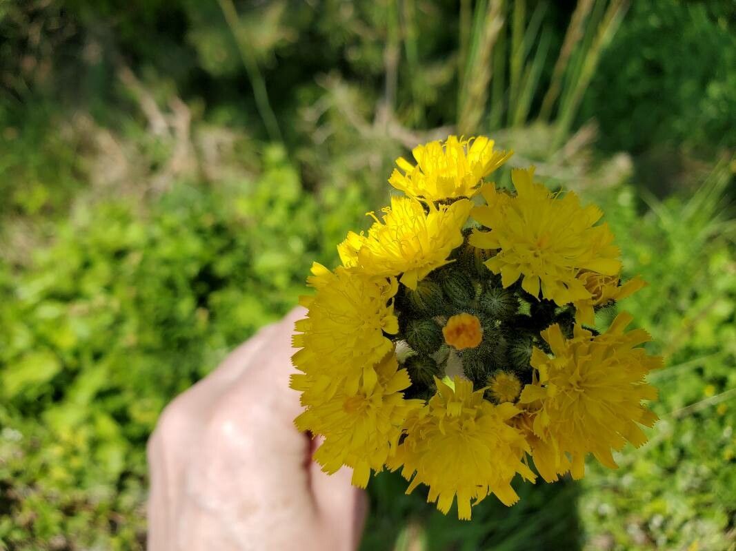 Pilosella glomerata flower