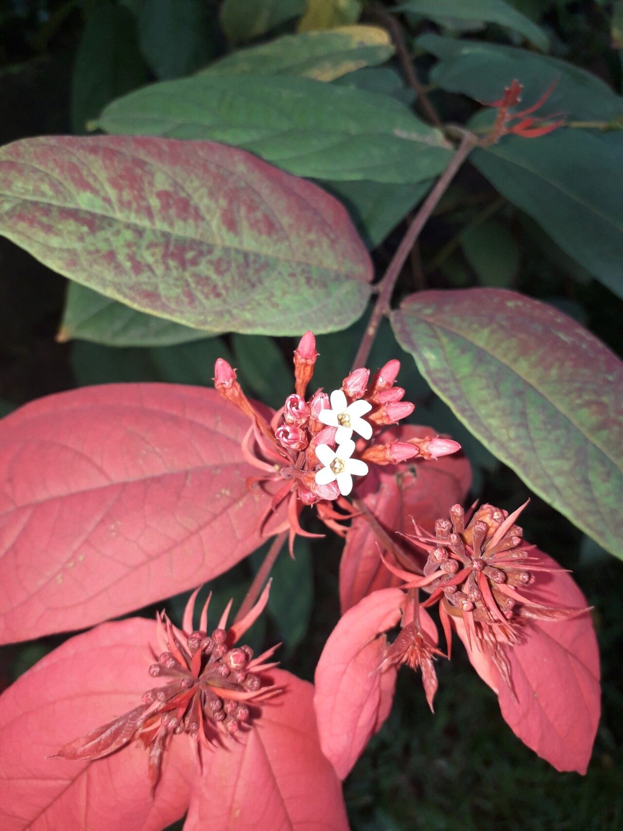 Combretum falcatum — houseplant care guide