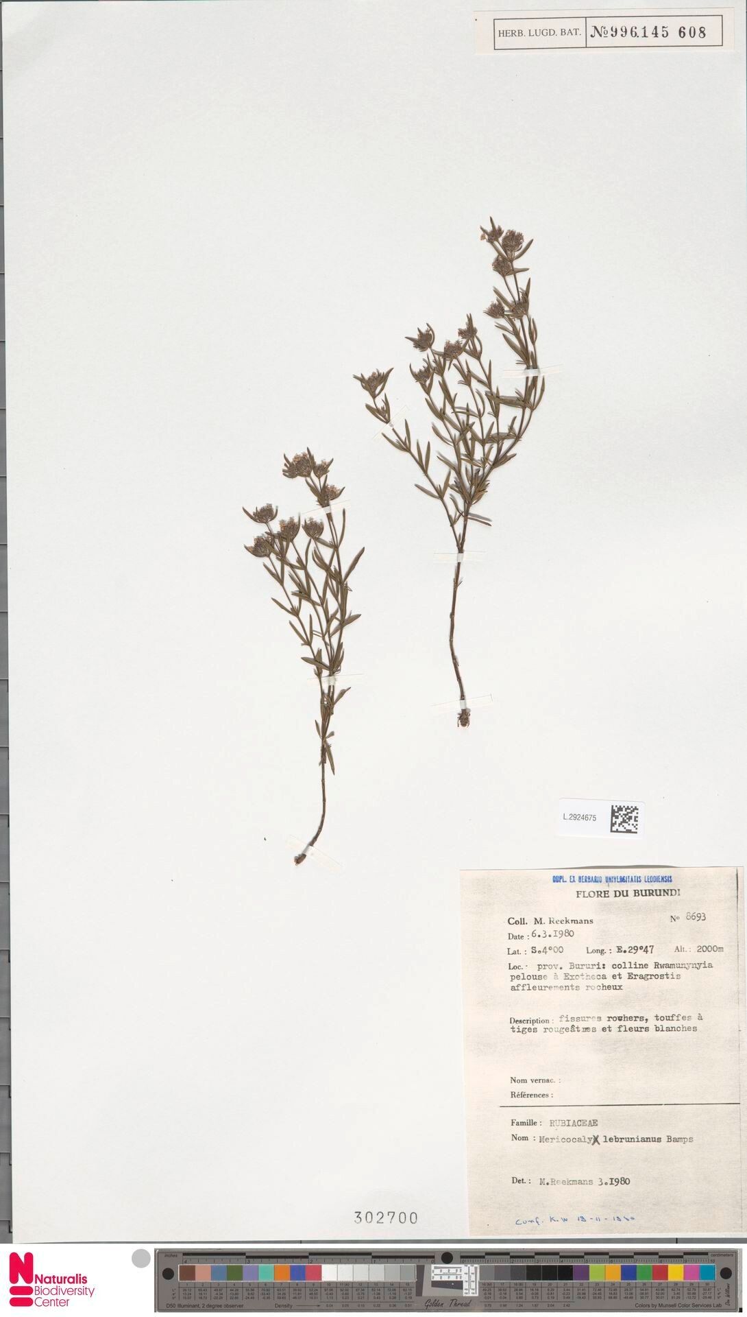 Otiophora lebruniana — related species from the same genus