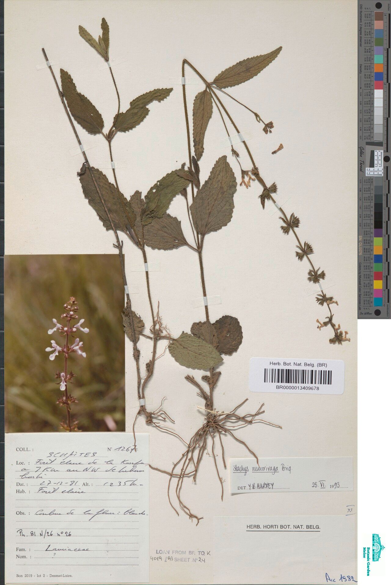 Stachys nemorivaga — search result for 'Stachys'