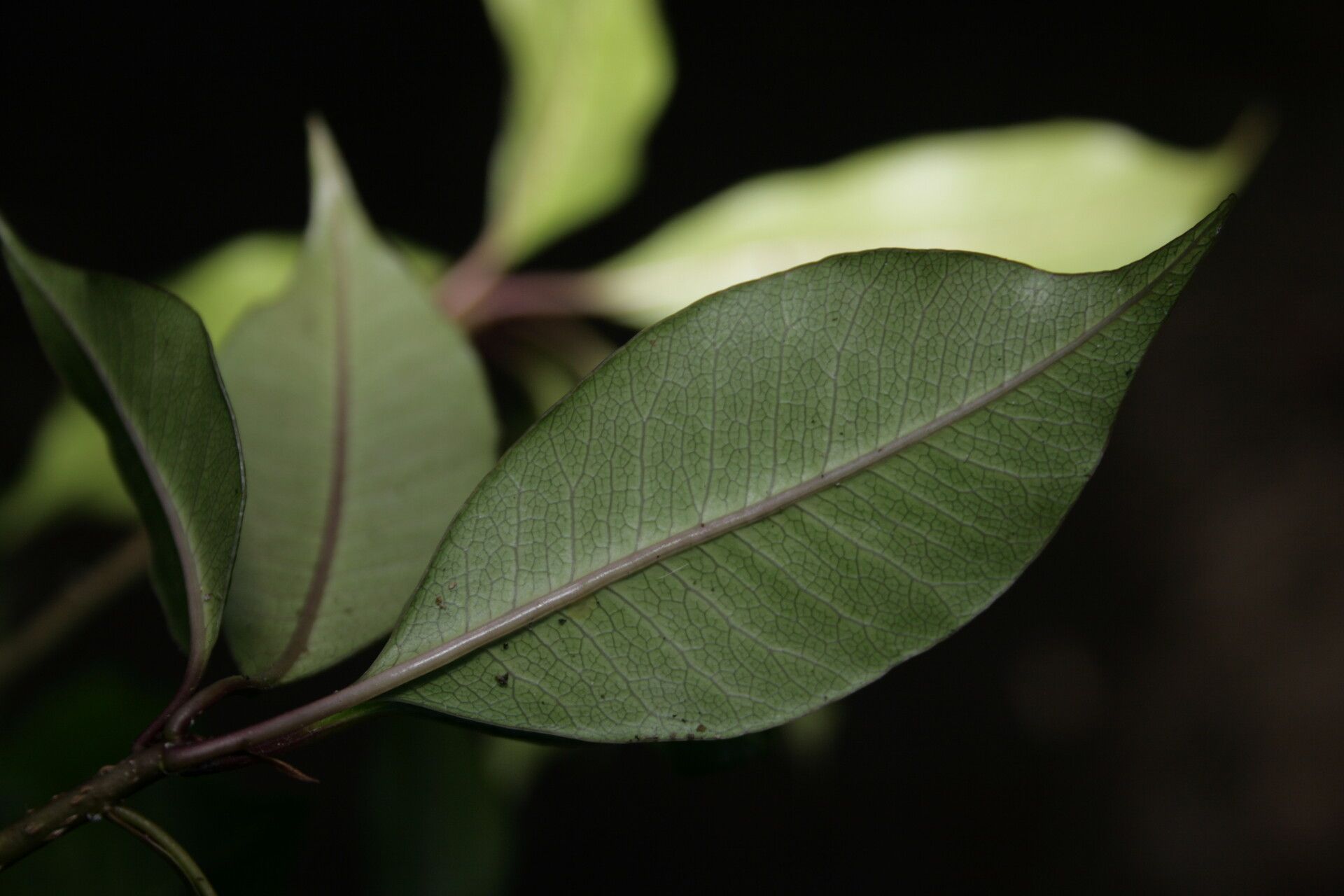 Pittosporum berberidoides — search result for 'Pittosporum'