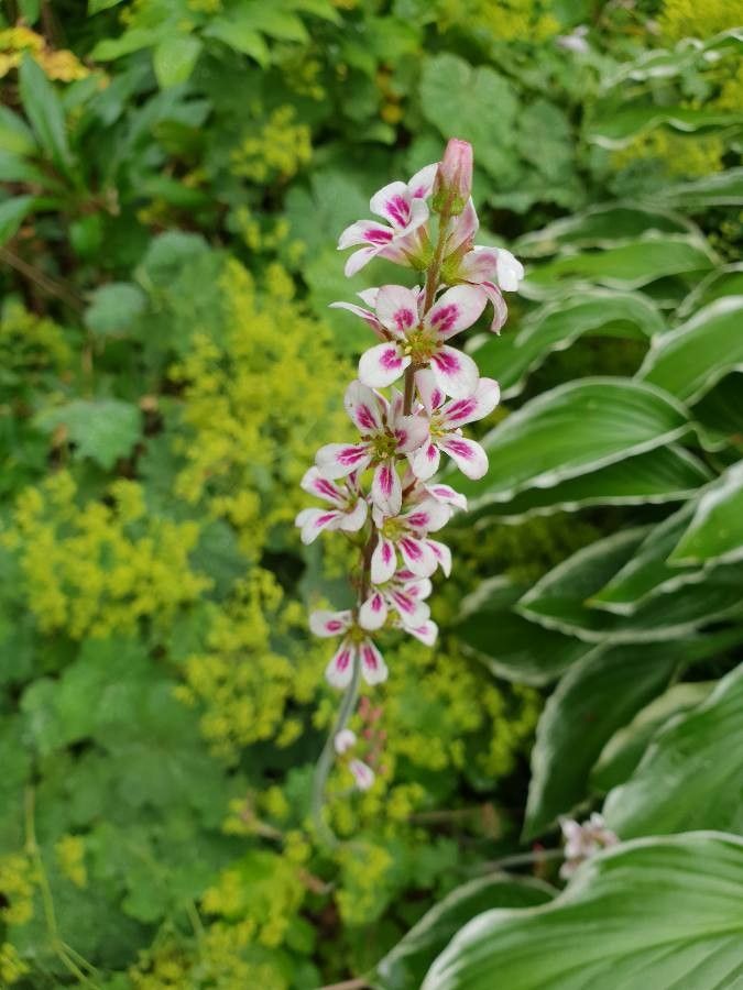 Francoa appendiculata flower