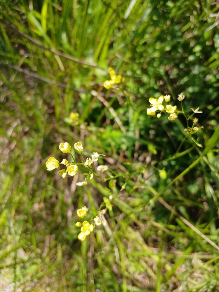 Biscutella neustriaca — houseplant care guide