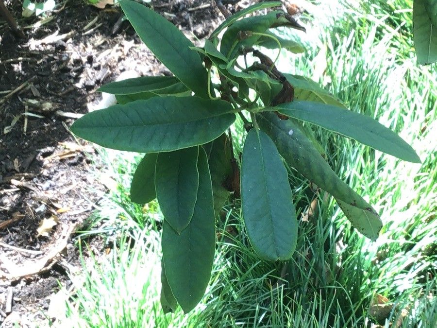 Rhododendron orbiculare — search result for 'Ericaceae'