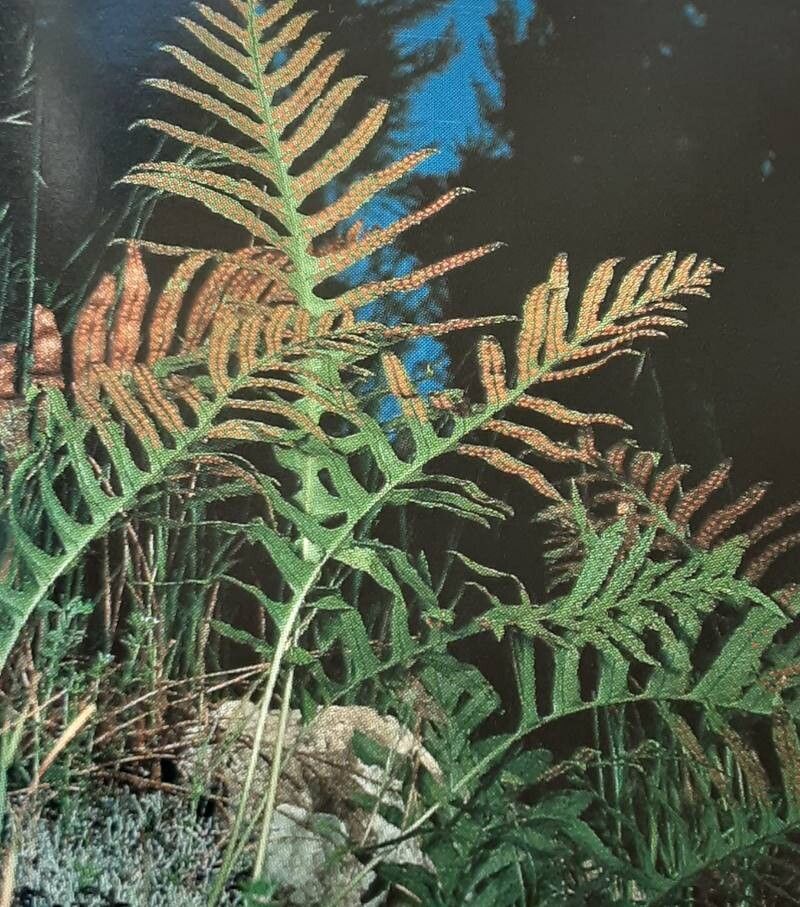 Polypodium macaronesicum habit