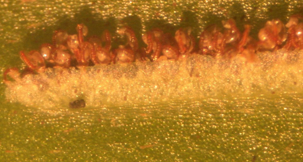 Asplenium cirrhatum other