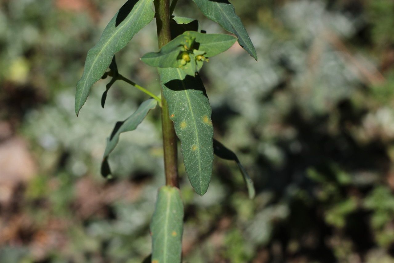 Euphorbia lagascae — houseplant care guide