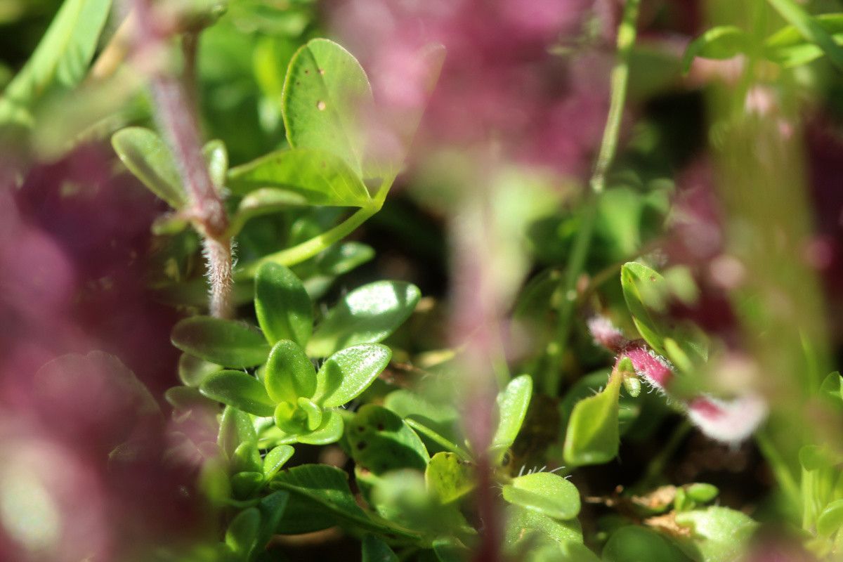 Thymus polytrichus leaf