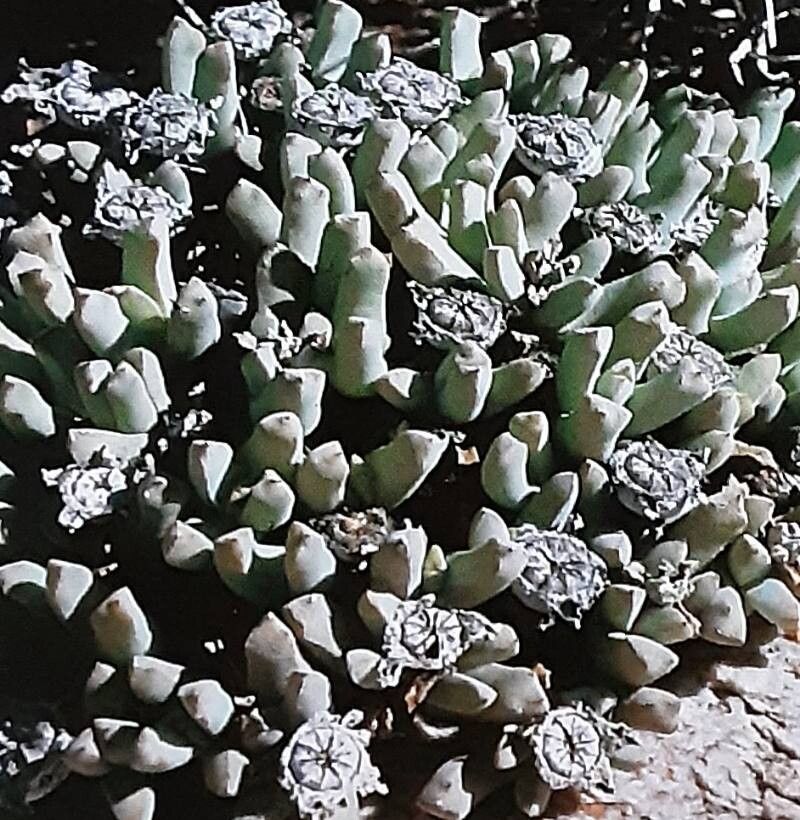 Cheiridopsis pusilla — houseplant care guide