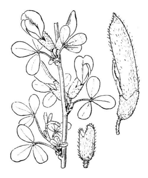 Cytisus triflorus other