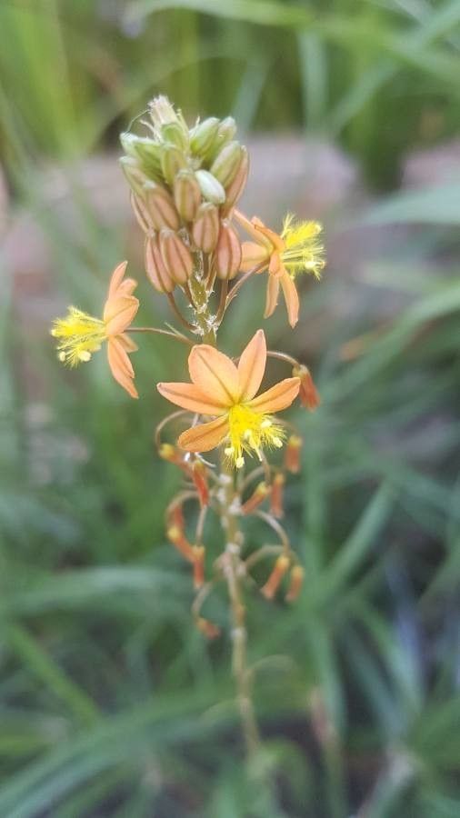 Bulbine frutescens flower