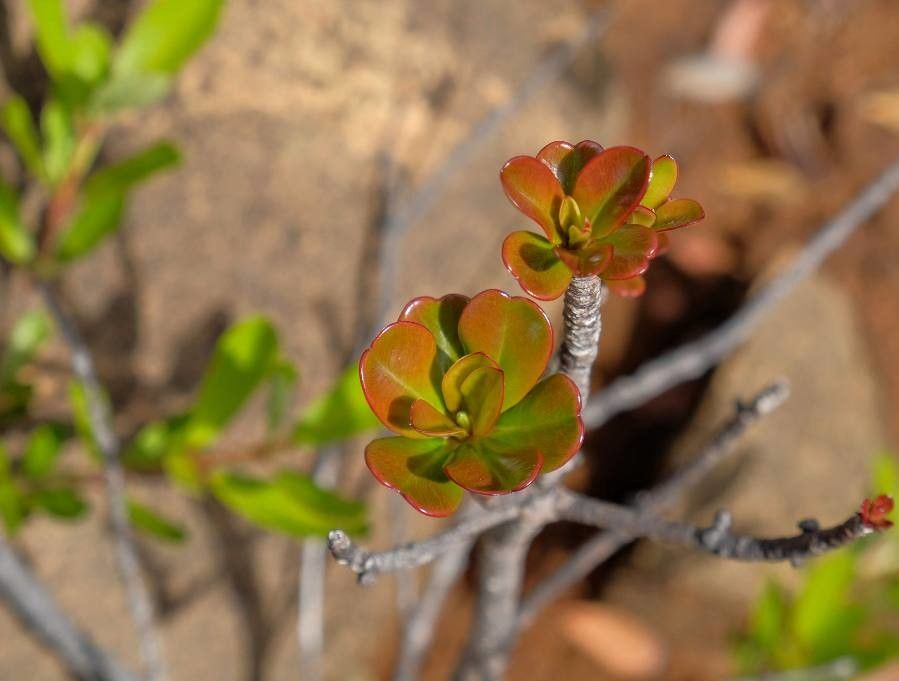 Montrouziera verticillata — related species from the same genus
