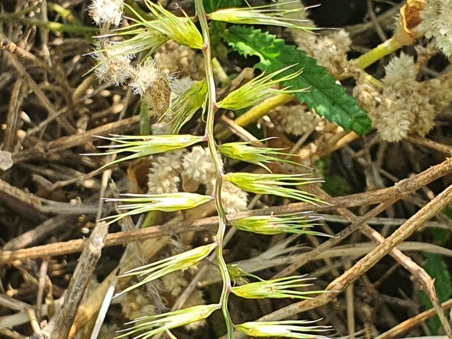 Dinebra retroflexa fruit