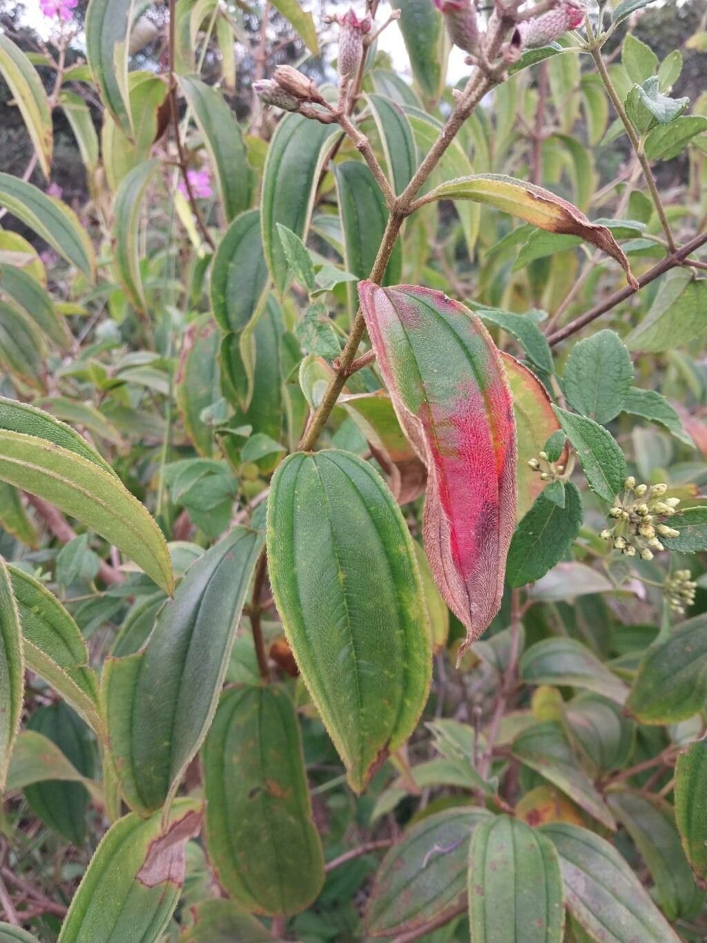 Tibouchina bipenicillata — search result for 'Tibouchina'