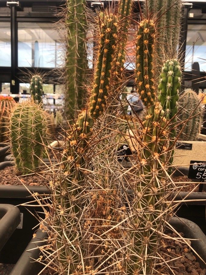 Echinopsis deserticola — search result for 'Echinopsis'