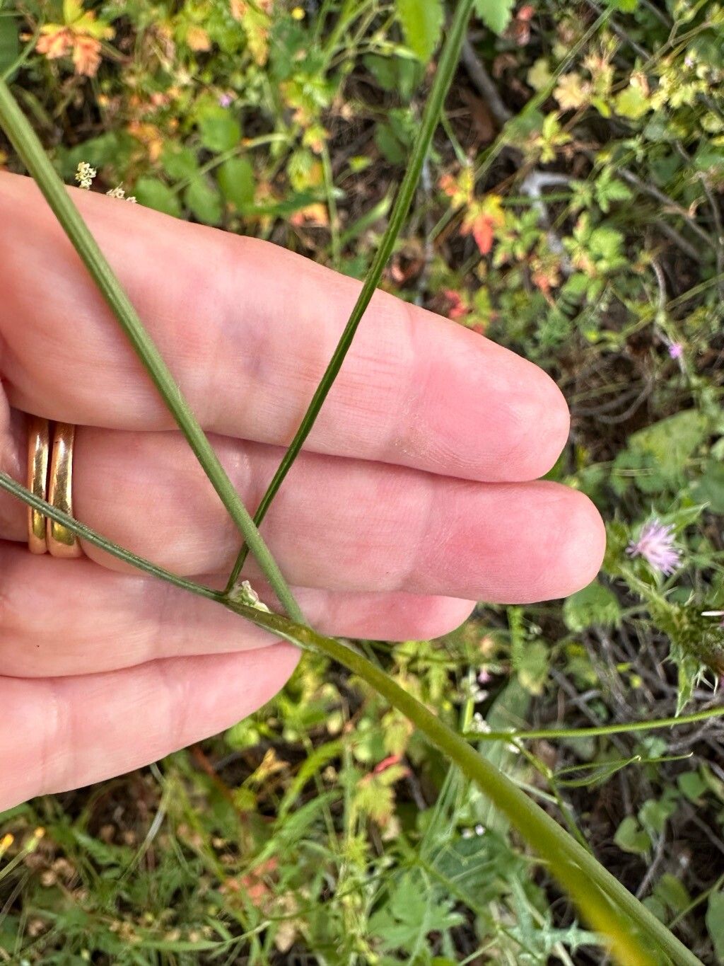 Conopodium marianum — related species from the same genus