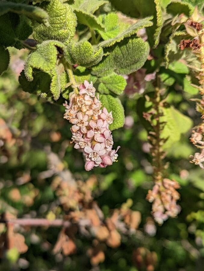 Ribes malvaceum flower