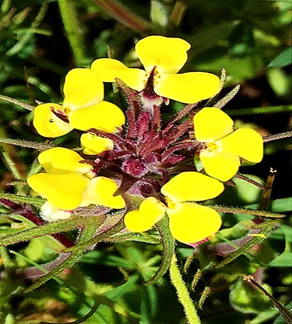 Triphysaria eriantha — related species from the same genus
