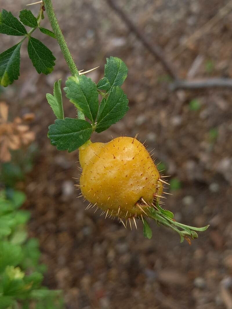 Rosa stellata fruit