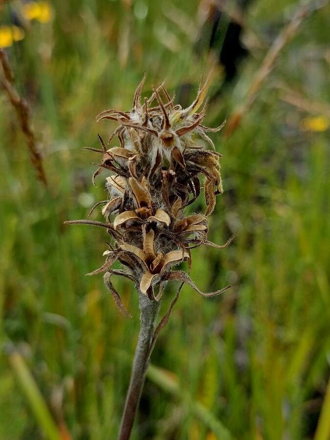Goodenia glomerata other