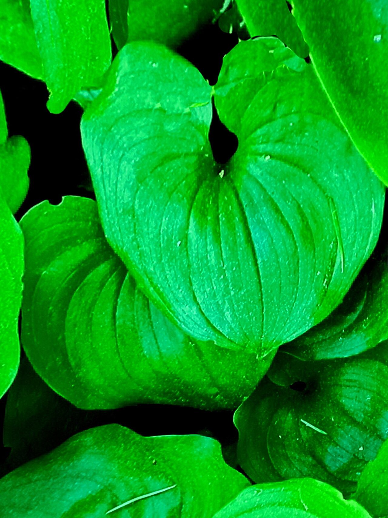 Clintonia udensis — related species from the same genus