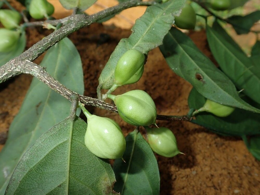 Rinorea albidiflora — related species from the same genus