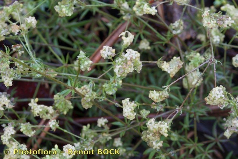 Galium valentinum other