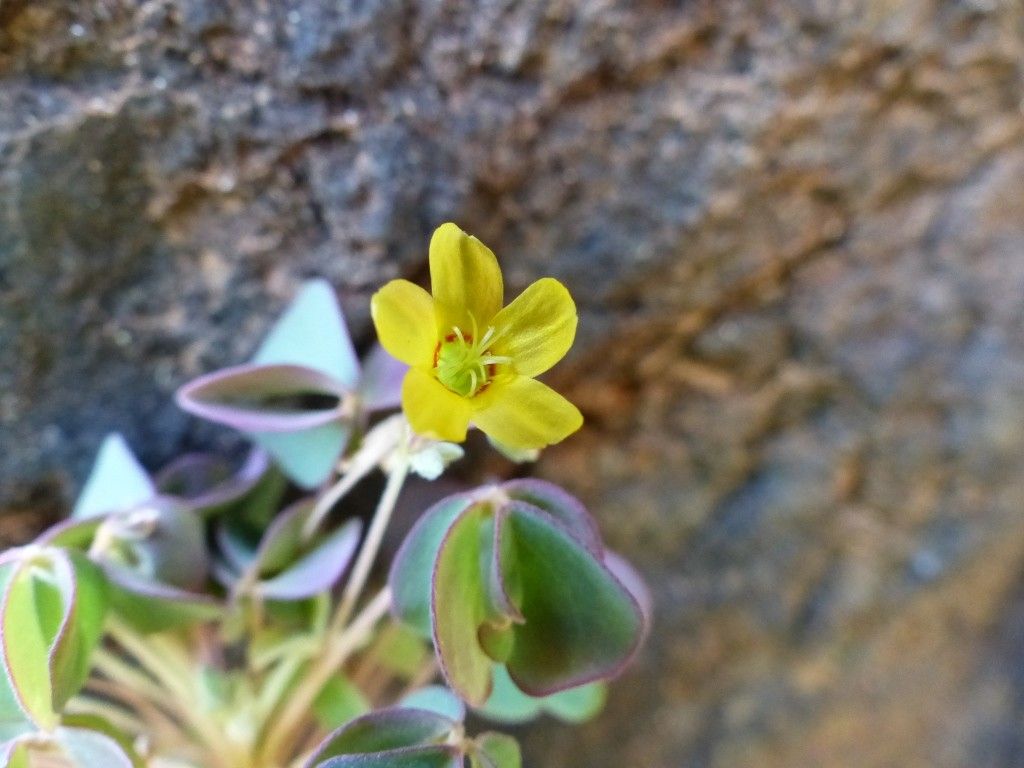 Oxalis elsae flower