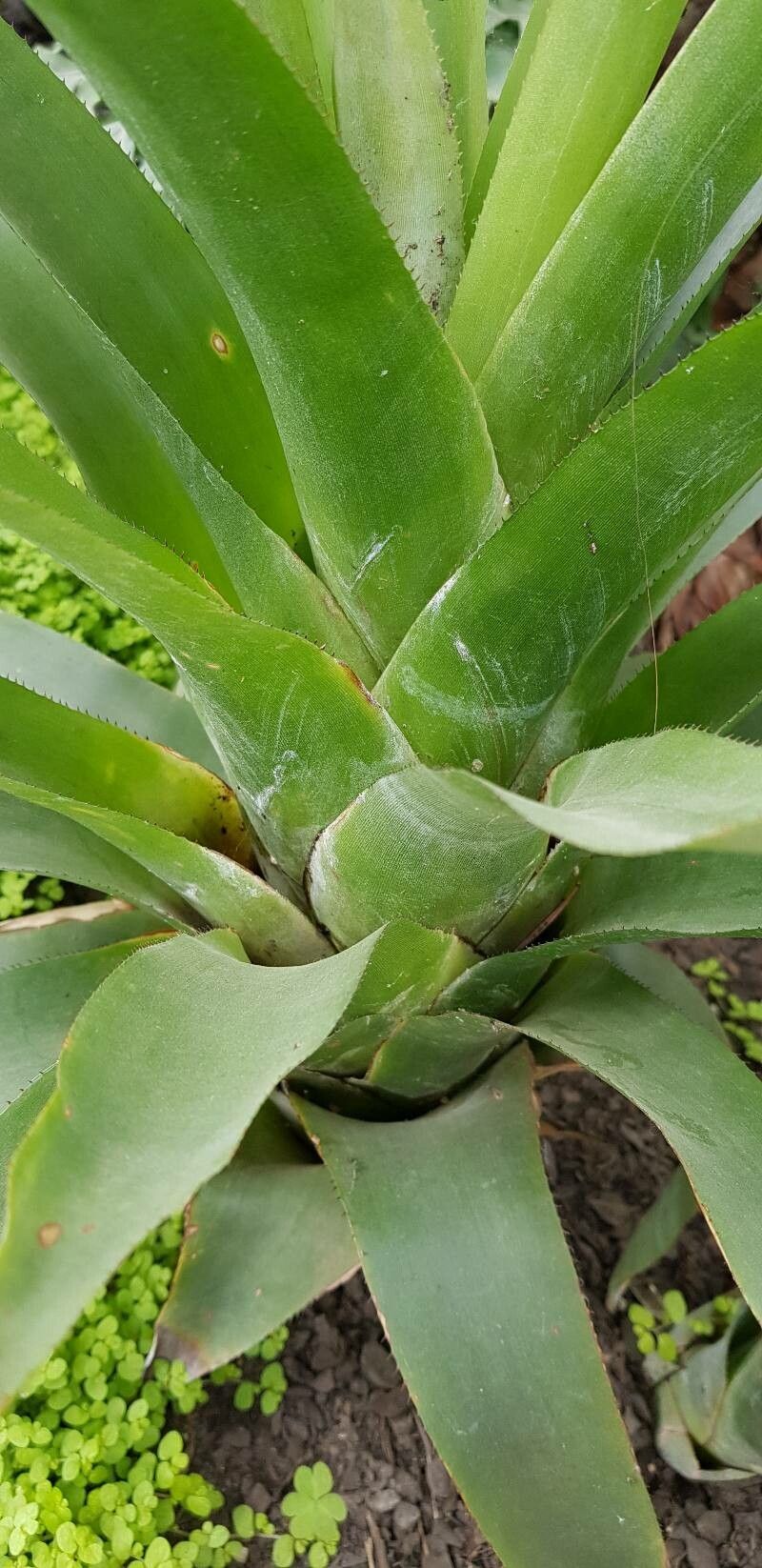 Quesnelia testudo bark