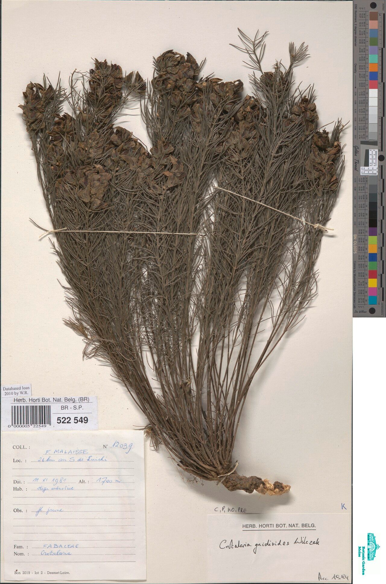 Crotalaria gnidioides — houseplant care guide