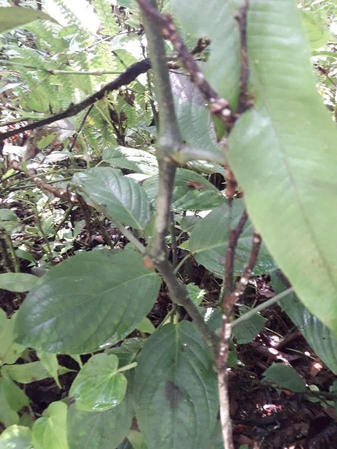 Piper dilatatum bark