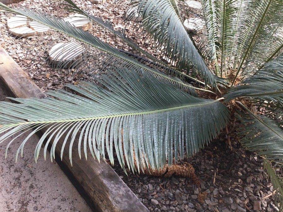 Cycas siamensis — search result for 'Myanmar'