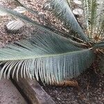 Cycas siamensis