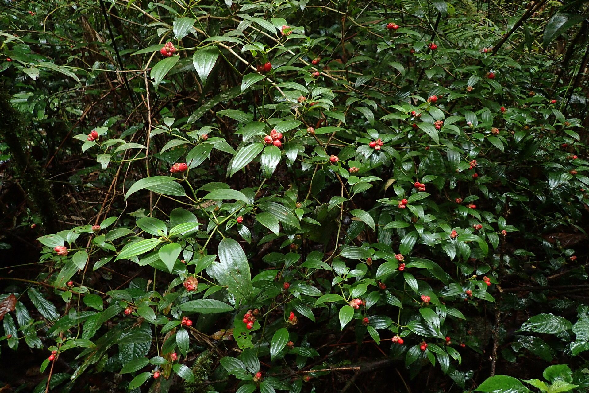 Tristemma oreophilum habit