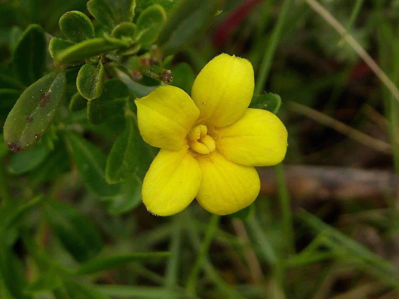 Jasminum fruticans flower