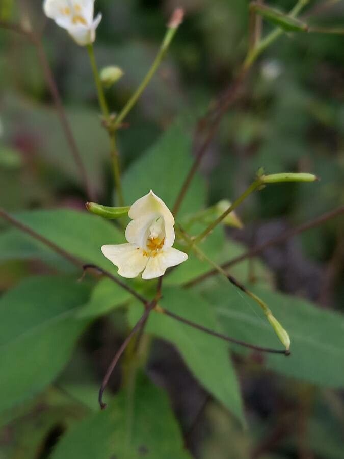 Impatiens parviflora flower