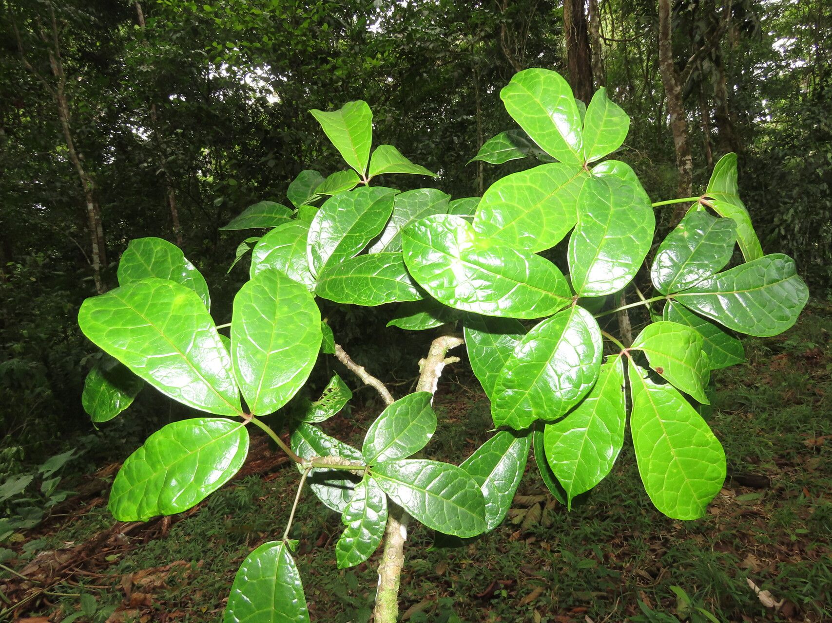 Jacaratia dolichaula — related species from the same genus