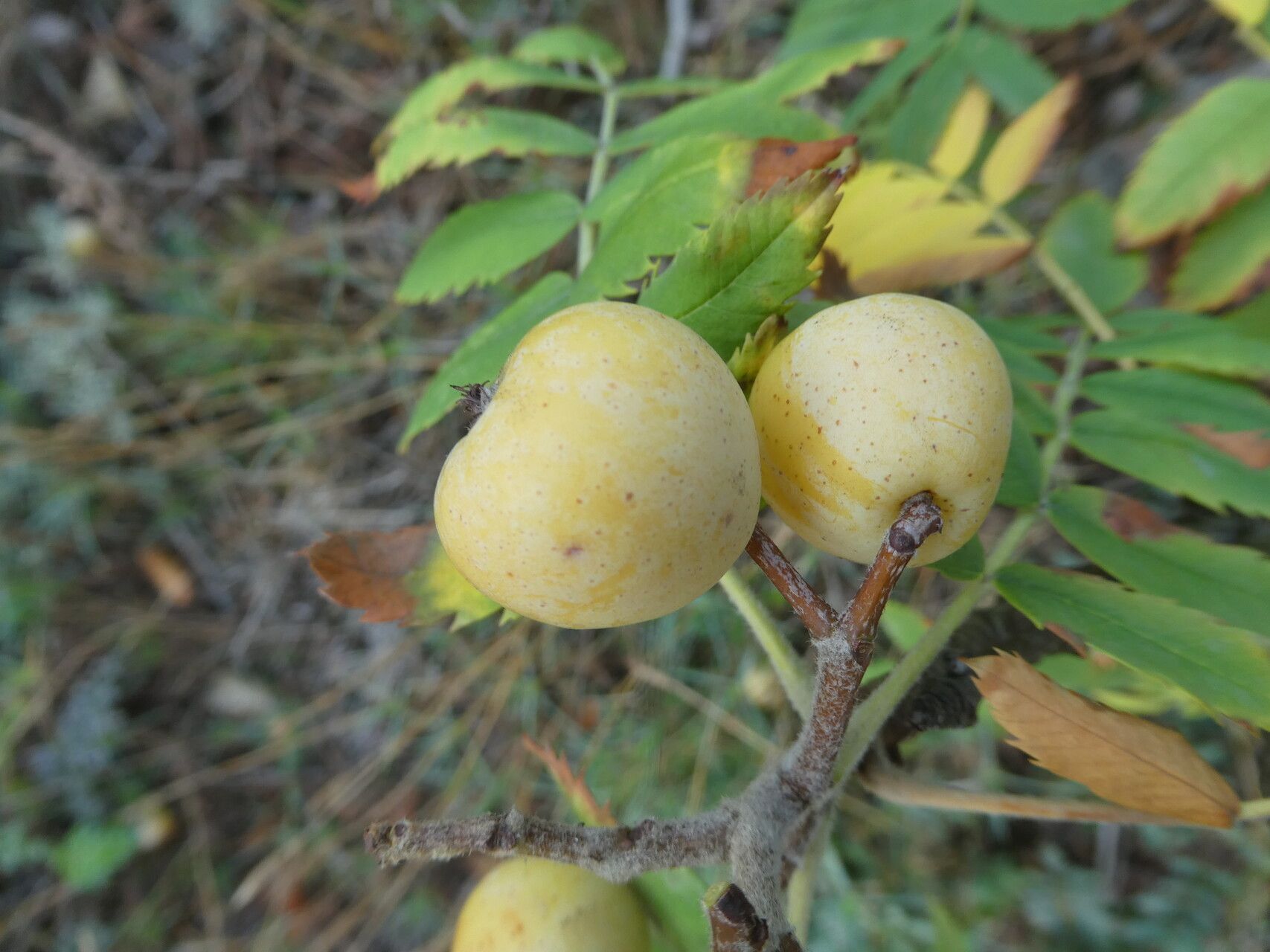 Sorbus domestica fruit