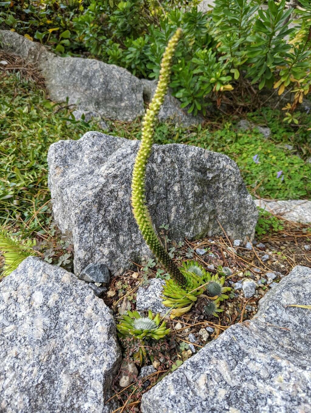 Orostachys spinosa habit
