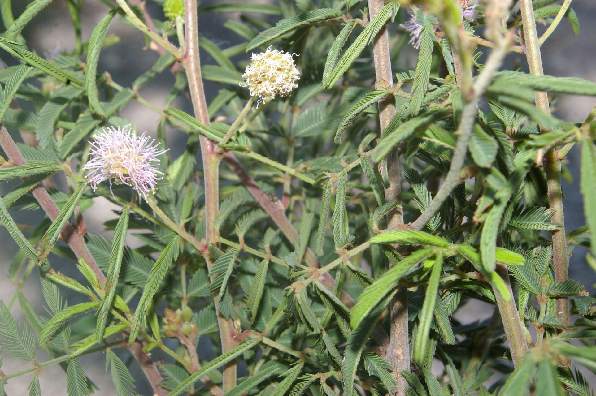 Mimosa asperata habit