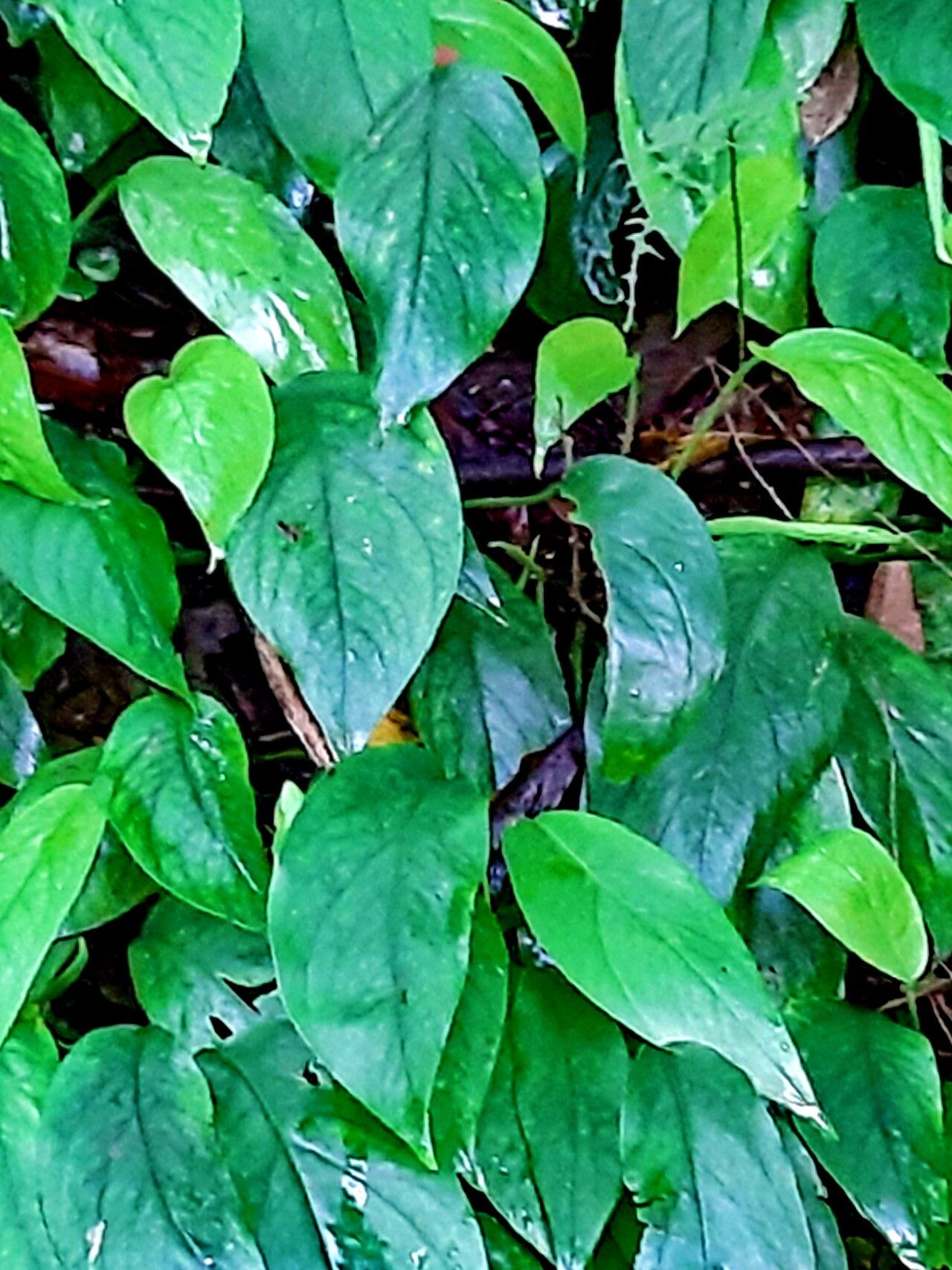 Rhaphidophora hongkongensis — search result for 'Rhaphidophora'