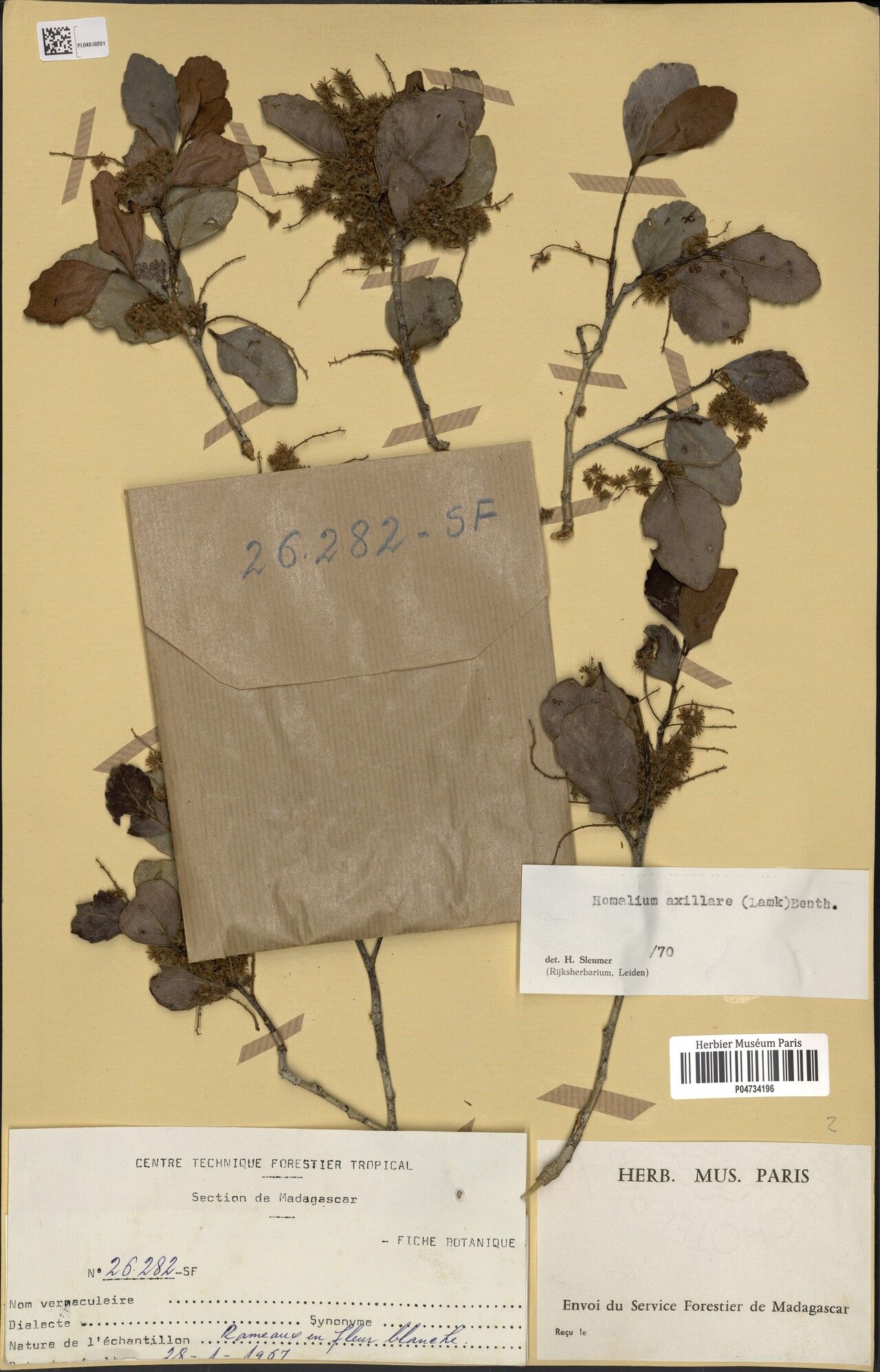 Homalium axillare — houseplant care guide