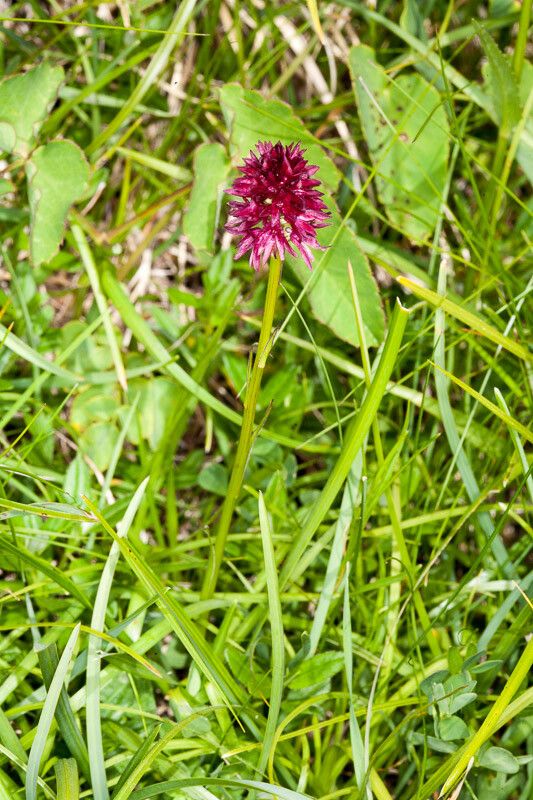 Gymnadenia miniata bark