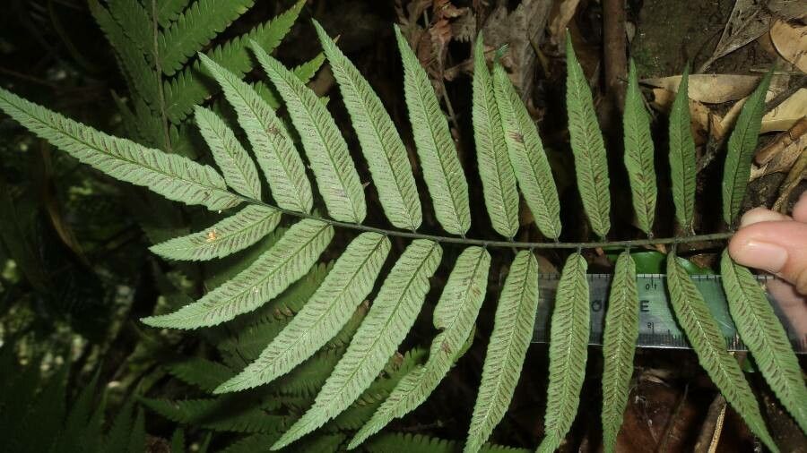 Diplazium obscurum leaf