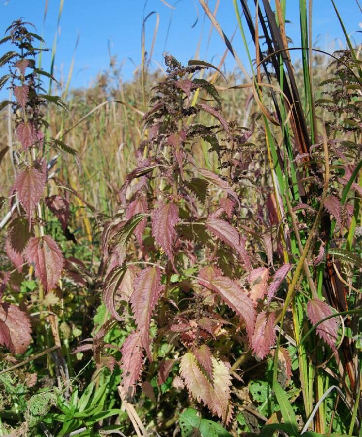 Urtica kioviensis leaf